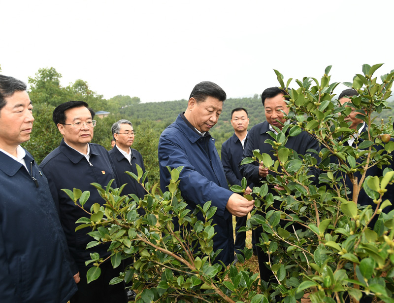 　　9月16日至18日，中共中央總書記、國家主席、中央軍委主席習近平在河南考察。這是17日上午，習近平來到信陽市光山縣槐店鄉(xiāng)司馬光油茶園，實地察看油茶樹種植和掛果情況。新華社記者 謝環(huán)馳 攝