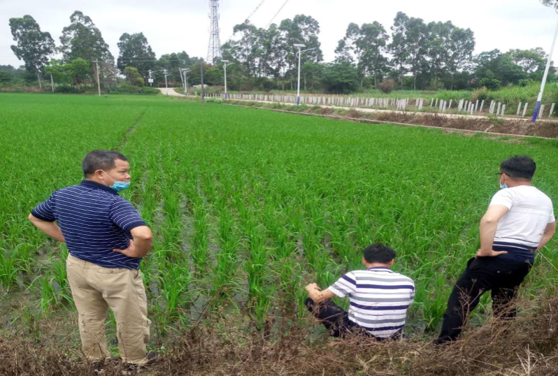 2.4月20日，種植業股會同周志強高級農藝師到洋青鎮高產綠色創建項目基地檢查蟲情.jpg