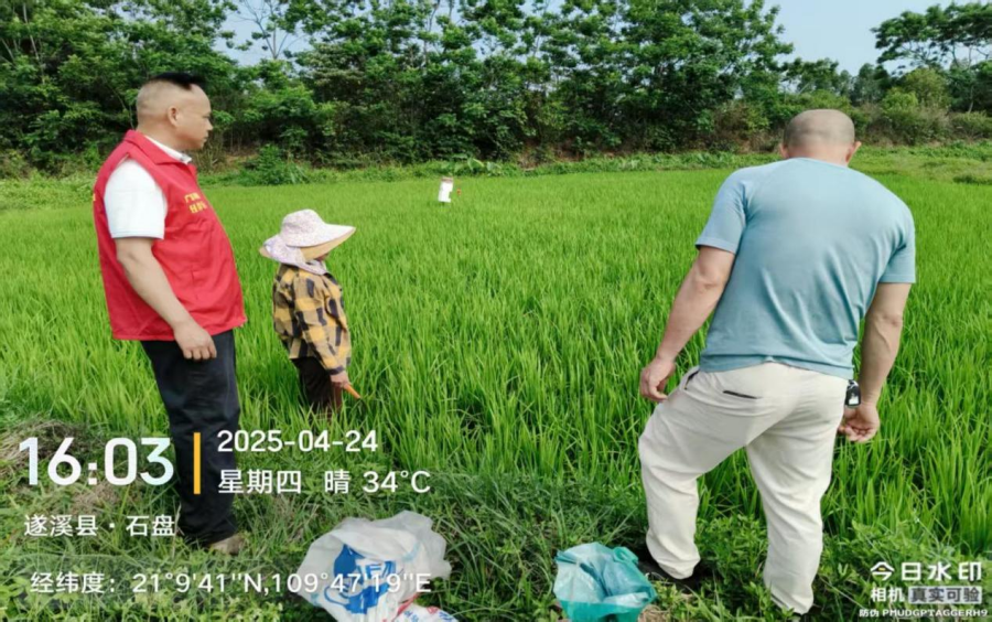 港門鎮(zhèn)農(nóng)業(yè)技術(shù)服務(wù)中心派員下田埂指導(dǎo)農(nóng)戶抗旱及防治卷葉蟲工作